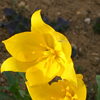 Tulipa sylvestris.