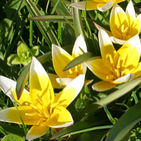 Tulipa tarda.