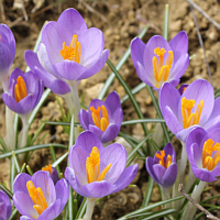 Crocus tommasinianus 'Barr's Purple'.