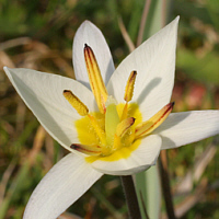 Tulipa turkestanica.