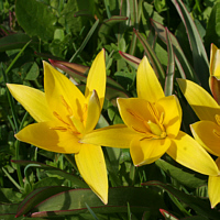 Tulipa urumiensis.