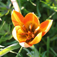 Tulipa whittallii.