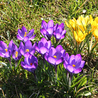 Wildkrokusse (Crocus spec.).