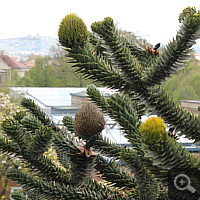 Cones of a Monkey Puzzle Tree (Araucaria araucana) in the Wilhelma (Stuttgart).