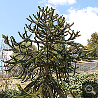 Monkey Puzzle Tree (Araucaria araucana) in the Wilhelma (Stuttgart).