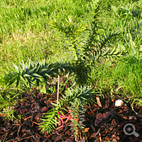 Araukaria (Araucaria araucana) im eigenen Garten.