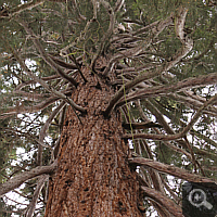 Etwa 120 Jahre alter Bergmammutbaum (Sequoiadendron giganteum) in der Wilhelma (Stuttgart).