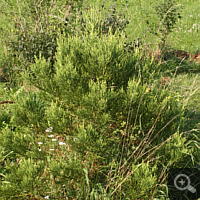 Bergmammutbaum (Sequoiadendron giganteum).