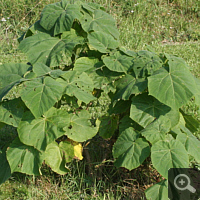 Blauglockenbaum (Paulownia tomentosa).