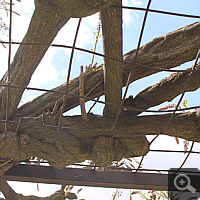 Chinese Wisteria (Wisteria sinensis) as building stock ravager in the Wilhelma (Stuttgart).