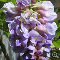 Blauregen (Wisteria sinensis).