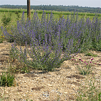 The aspect of the Lech heath is characterized by the Viper's Bugloss (Echium vulgare). In the foreground you can see a Carthusian Pink (Dianthus carthusianorum).