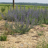 Der Aspekt der Brenne ist in diesem Jahr vom Gewöhnlichen Natternkopf (Echium vulgare) geprägt. Im Vordergrund sieht man eine Karthäuser-Nelke (Dianthus carthusianorum).