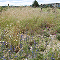 Im Sommer 2013. Deutlich ist die zunehmende Vegetation zu erkennen. Inzwischen haben sich 19 Pflanzenarten etabliert.