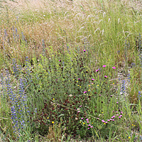 Prägende Arten sind weiterhin der Gewöhnliche Natternkopf (Echium vulgare), die Karthäuser-Nelke (Dianthus carthusianorum) und das Gelbe Labkraut (Galium verum).