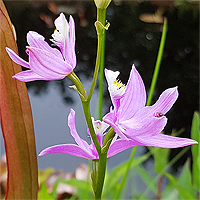 Grasröte (Calopogon tuberosus).