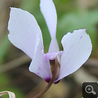 Cyclamen cilicium, autumn 2013.