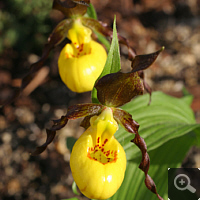 Cypripedium parviflorum.