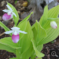 Cypripedium reginae 2011, ...