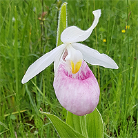 Königsfrauenschuh (Cypripedium reginae).