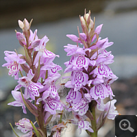 Dactylorhiza maculata im eigenen Flachmoorbeet.