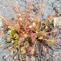 Mittlerer Sonnentau (Drosera intermedia).