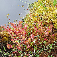 Rundblättriger Sonnentau (Drosera rotundifolia).