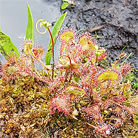 Rundblättriger Sonnentau (Drosera rotundifolia).