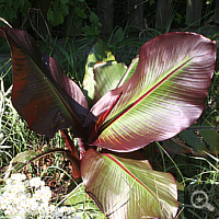 Rote Zierbanane (Ensete ventricosum 'Maurelii').