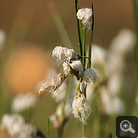 Schmalblättriges Wollgras (Eriophorum angustifolium).