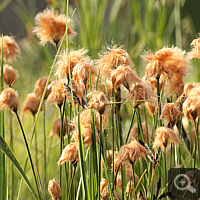 Russisches Wollgras (Eriophorum russeolum).