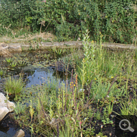 The bed in the middle of summer 2014.