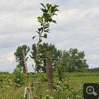 Ginkgo (Ginkgo biloba).