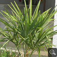 Chusan Palm (Trachycarpus fortunei), Sommer 2011.