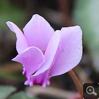 Cyclamen hederifolium, autumn 2013.