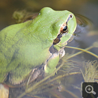 European tree frog (Hyla arborea).