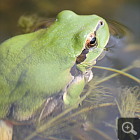 Laubfrosch (Hyla arborea).