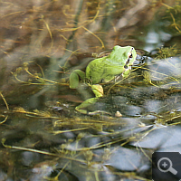 A European tree frog (Hyla arborea) in the fen bed.