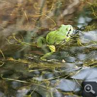 Ein Laubfrosch (Hyla arborea) im Flachmoorbeet.