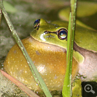 At night calling European tree frog (Hyla arborea) with throat-vocal sac.