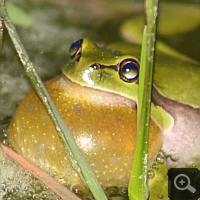 Nachts rufender Laubfrosch (Hyla arborea) mit Kehl-Schallblase.