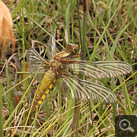 Junger, weiblicher Plattbauch (Libellula depressa).