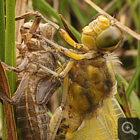 Frisch geschlüpfter Plattbauch (Libellula depressa).