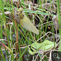 Weiblicher Plattbauch (Libellula depressa), im Hintergrund ein Laubfrosch (Hyla arborea).