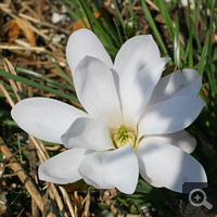 Star Magnolia (Magnolia stellata).