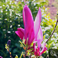 Hybrid Magnolia 'Susan'.