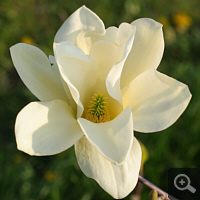 Hybrid Magnolia 'Yellow River'.