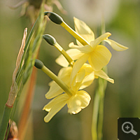 Engelstränen-Narzisse 'Hawera' (Narcissus triandrus).