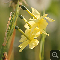 Angel's Tears 'Hawera' (Narcissus triandrus).