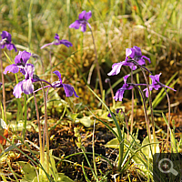 Large-flowered butterwort (Pinguicula grandiflora).